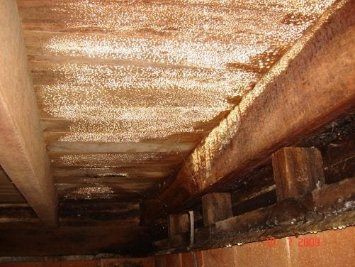 Dry rot damage to sub-floor