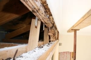 Disclosing of termite damage, benefits