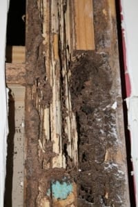 Disclosing termite damage