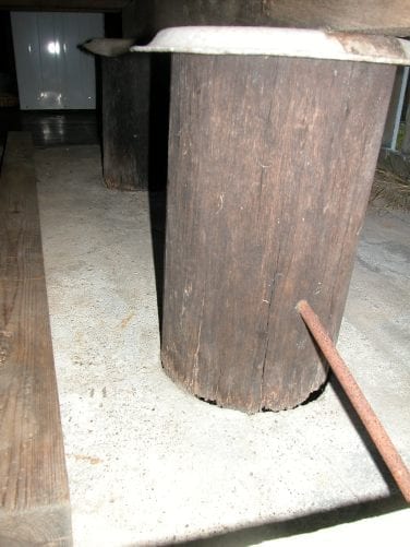 Rotting timber stumps