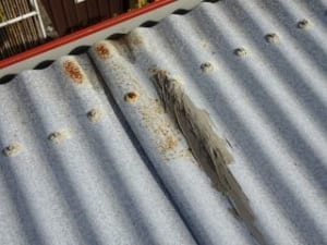 Rusted roofs Brisbane